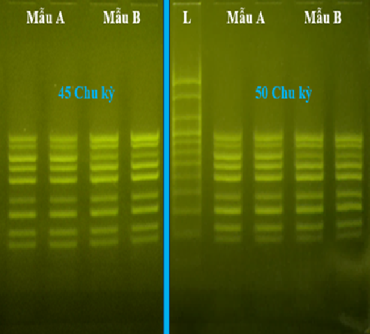 Magic Mix PCR 2X – Giải pháp tối ưu cho phản ứng Multiplex PCR